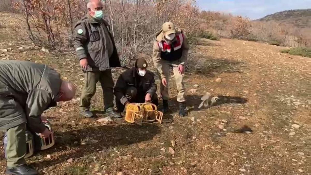 Yasak başladı, ele ge&ccedil;irilen kınalı keklikler doğaya salındı