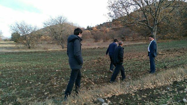 Organik siyez buğdayına talep artınca, üretim alanı genişletilmeye başlandı