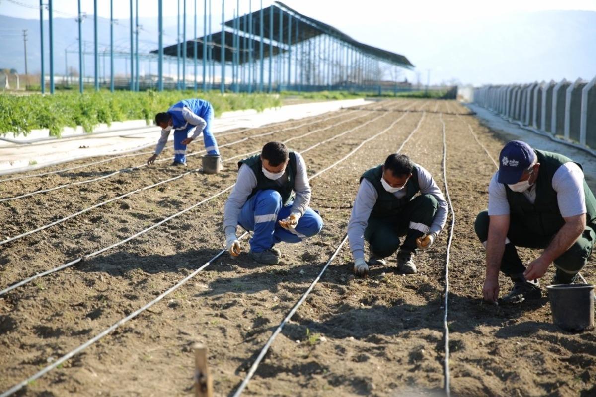 Taşk&ouml;pr&uuml; sarımsağı Aydın B&uuml;y&uuml;kşehir Belediyesi&rsquo;nin &rsquo;Aydın &Ccedil;ift&ccedil;i Merkezi&rsquo;nde hayat buluyor