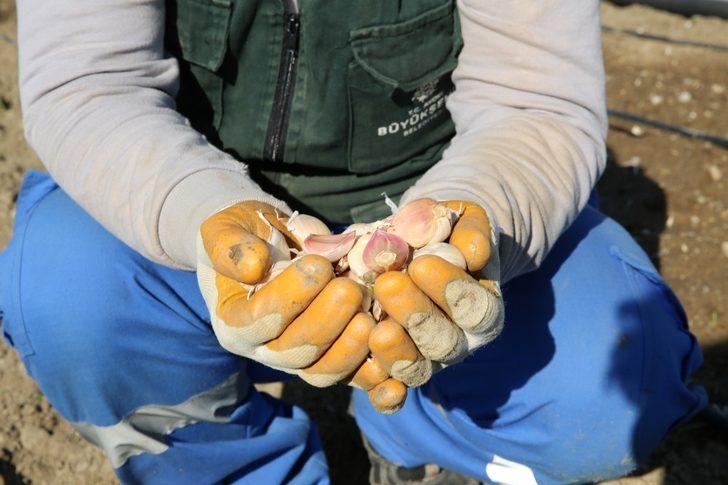 Taşköprü sarımsağı Aydın Büyükşehir Belediyesi’nin ’Aydın Çiftçi Merkezi’nde hayat buluyor G2