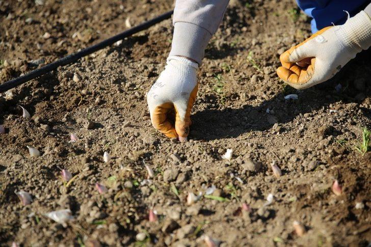Taşköprü sarımsağı Aydın Büyükşehir Belediyesi’nin ’Aydın Çiftçi Merkezi’nde hayat buluyor G3