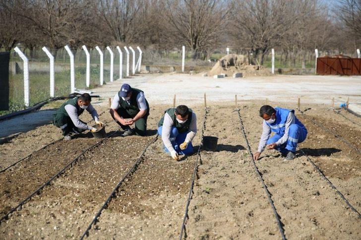 Taşköprü sarımsağı Aydın Büyükşehir Belediyesi’nin ’Aydın Çiftçi Merkezi’nde hayat buluyor G4