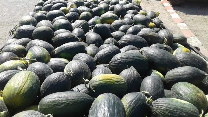 Meriç Kara Kavunu, Trakya’nın coğrafi işaret alan 18. ürünü oldu G2