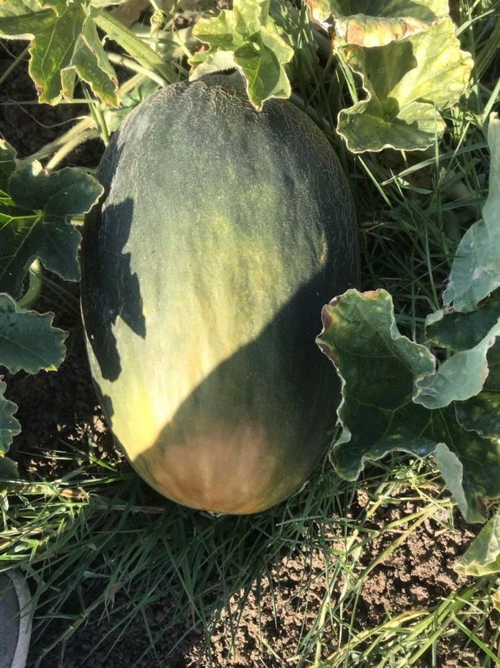 Meriç Kara Kavunu, Trakya’nın coğrafi işaret alan 18. ürünü oldu G3