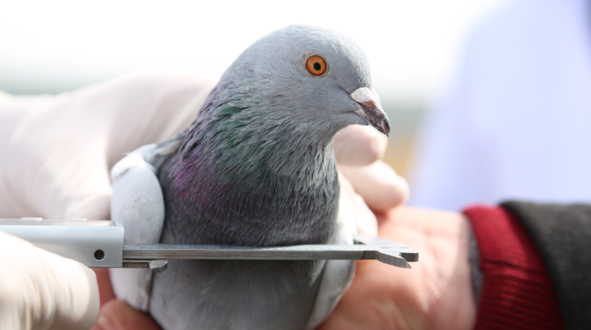 Gagası da ölçüldü, göğsü de! 'Taklacı' güvercin dünyaya açılıyor