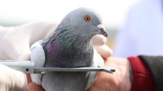 Gagası da ölçüldü, göğsü de! 'Taklacı' güvercin dünyaya açılıyor