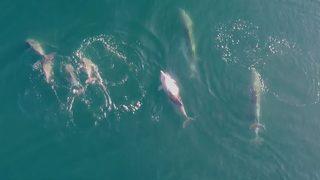 Yunusların Marmara Denizi'nde keyif dolu anları