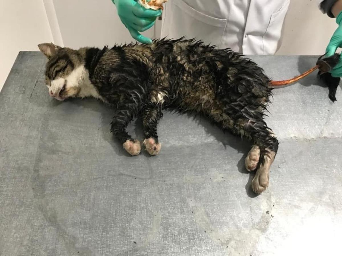 Yaralı sokak hayvanları tedavi edildi