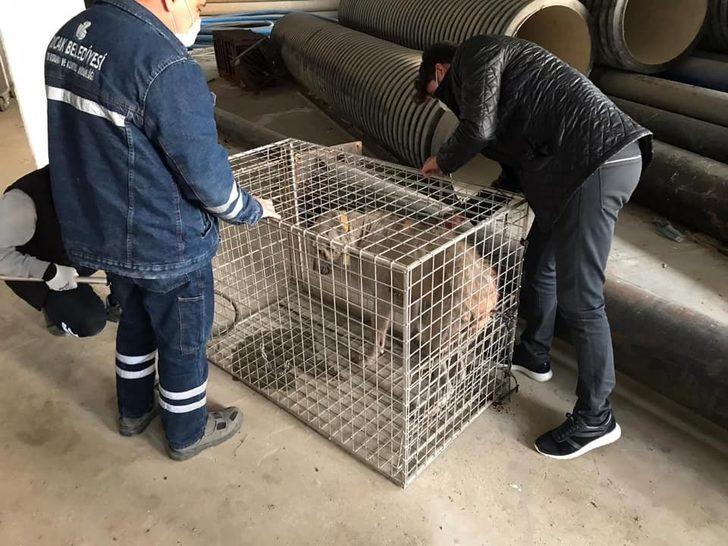 Yaralı sokak hayvanları tedavi edildi G2