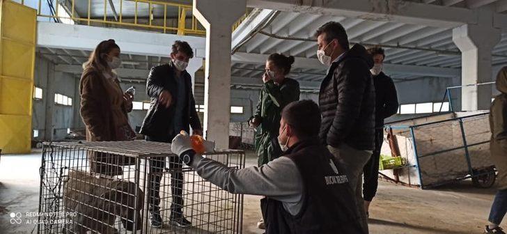 Yaralı sokak hayvanları tedavi edildi G4