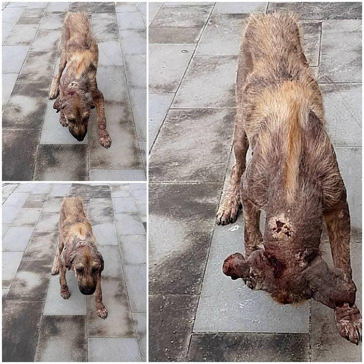 Yaralı sokak hayvanları tedavi edildi G5