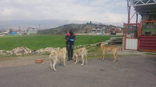 Sokak hayvanlarına mama desteği