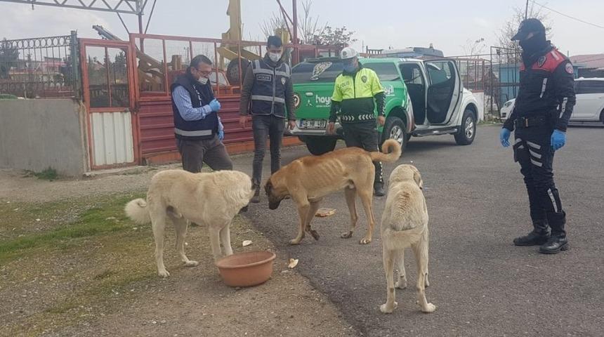 Sokak hayvanlarına mama desteği