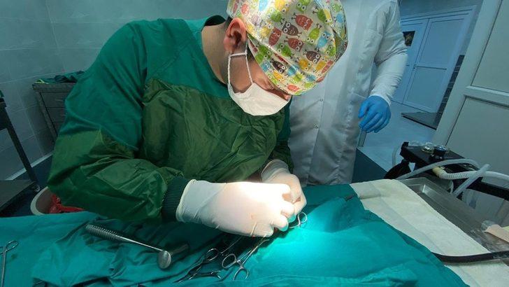 Türkeli’de yaralı halde bulunan kızıl şahin, doğaya dönmek için gün sayıyor G1