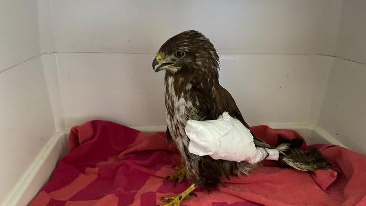 Türkeli’de yaralı halde bulunan kızıl şahin, doğaya dönmek için gün sayıyor G2