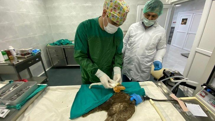 Türkeli’de yaralı halde bulunan kızıl şahin, doğaya dönmek için gün sayıyor G3