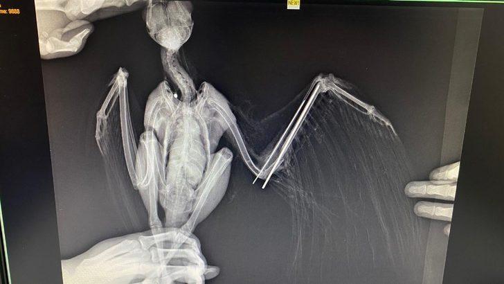 Türkeli’de yaralı halde bulunan kızıl şahin, doğaya dönmek için gün sayıyor G4