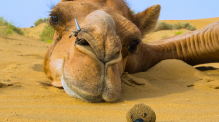 Devenin peşinden ayrılmıyor! Dışkısını yuvarlayarak...