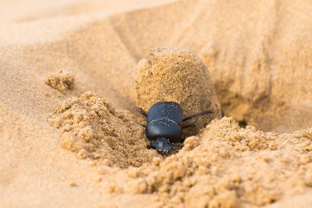 CATERS_DUNG_BEETLE_AND_CAMEL005__3425550