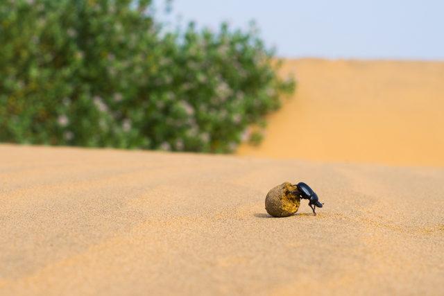CATERS_DUNG_BEETLE_AND_CAMEL007__3425552