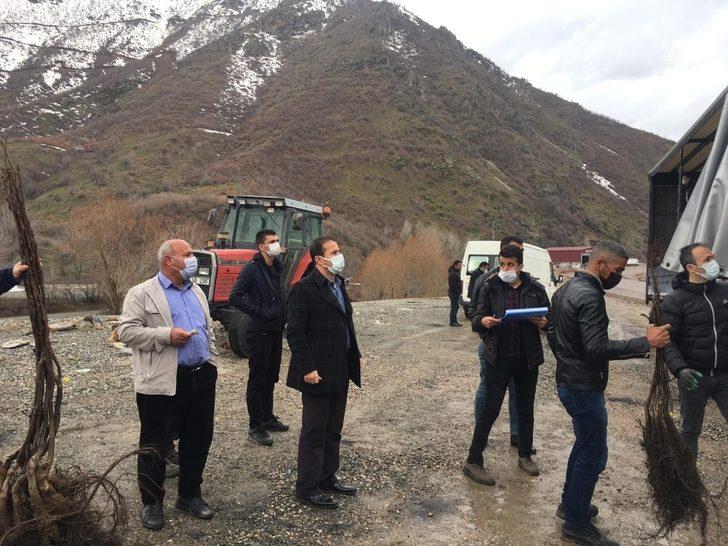 Şemdinli’de çiftçilere 15 bin ceviz fidanı dağıtıldı G3