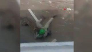 Hindistan'da leopar dehşeti!