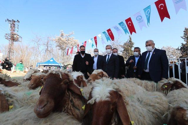 Şahinbey’de hayvan yetiştiricilerinin yüzü gülüyor