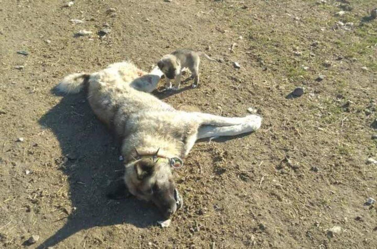 Polatlı&rsquo;da 22 k&ouml;pek zehirlenerek &ouml;ld&uuml;r&uuml;ld&uuml;