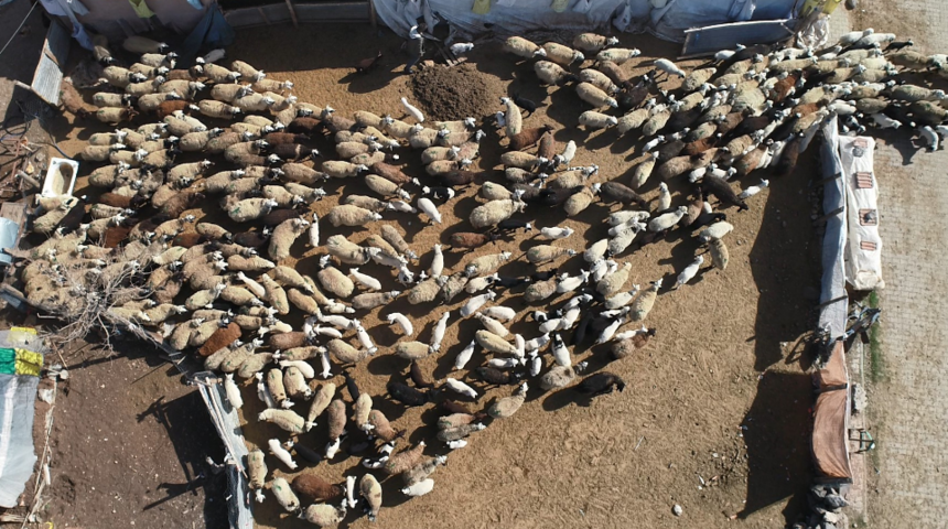 200 kuzunun anneleriyle buluşma anı, dronla görüntülendi! Koklayarak buldular