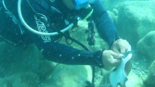 Misinaya dolanan vatozu kurtarmak istedi elektrik şokuna maruz kaldı: Sanırım bana teşekkür etti