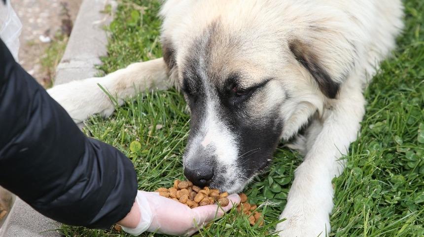 Gölbaşı Belediye Başkanı Şimşek: “Sokak hayvanlarımıza dokunanlar karşılarında bizi bulacak”
