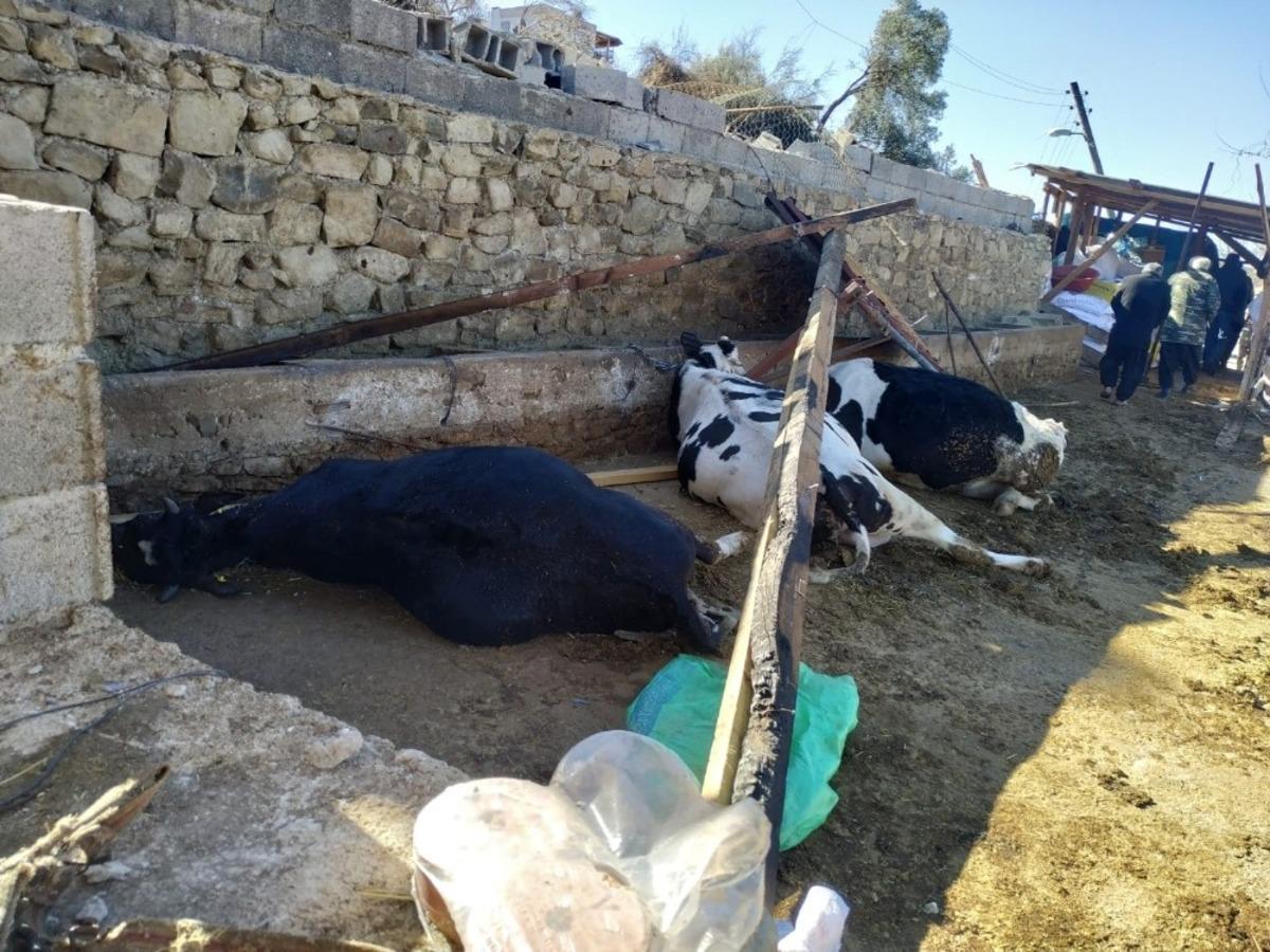 Fırtınada ahırın &ccedil;atısı &ccedil;&ouml;kt&uuml; 3 inek telef oldu