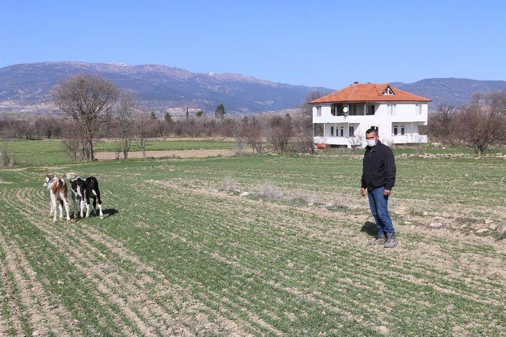 9 büyükbaş hayvanı telef olan vatandaşa büyükşehirden 3 gebe inek G4
