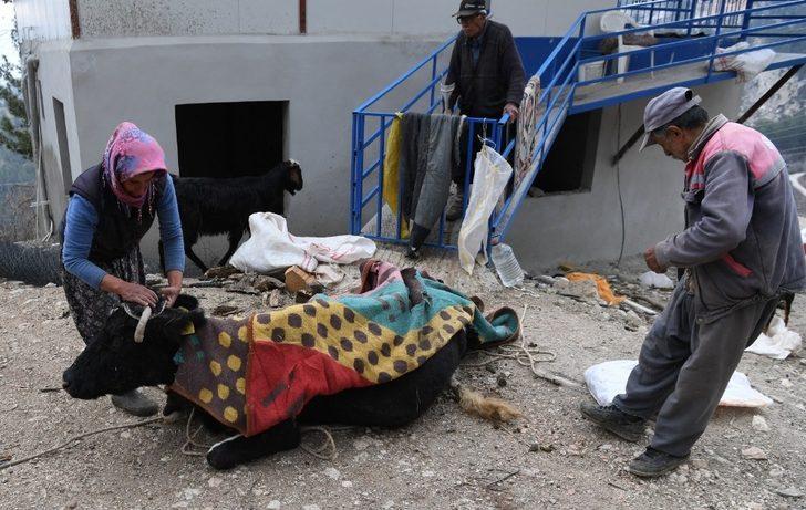 Uçuruma yuvarlanıp 2 gün sonra kurtarılan ineği üşümesin diye üzerini örtüp ateş yaktı G1