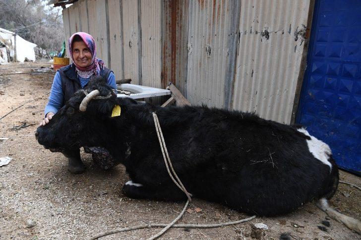 Uçuruma yuvarlanıp 2 gün sonra kurtarılan ineği üşümesin diye üzerini örtüp ateş yaktı G2