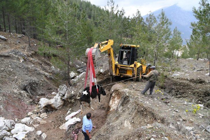 Uçuruma yuvarlanıp 2 gün sonra kurtarılan ineği üşümesin diye üzerini örtüp ateş yaktı G5