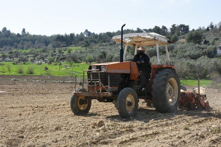 Tarsus Belediyesi, yerli ayçiçeği tohumlarını toprakla buluşturdu G3