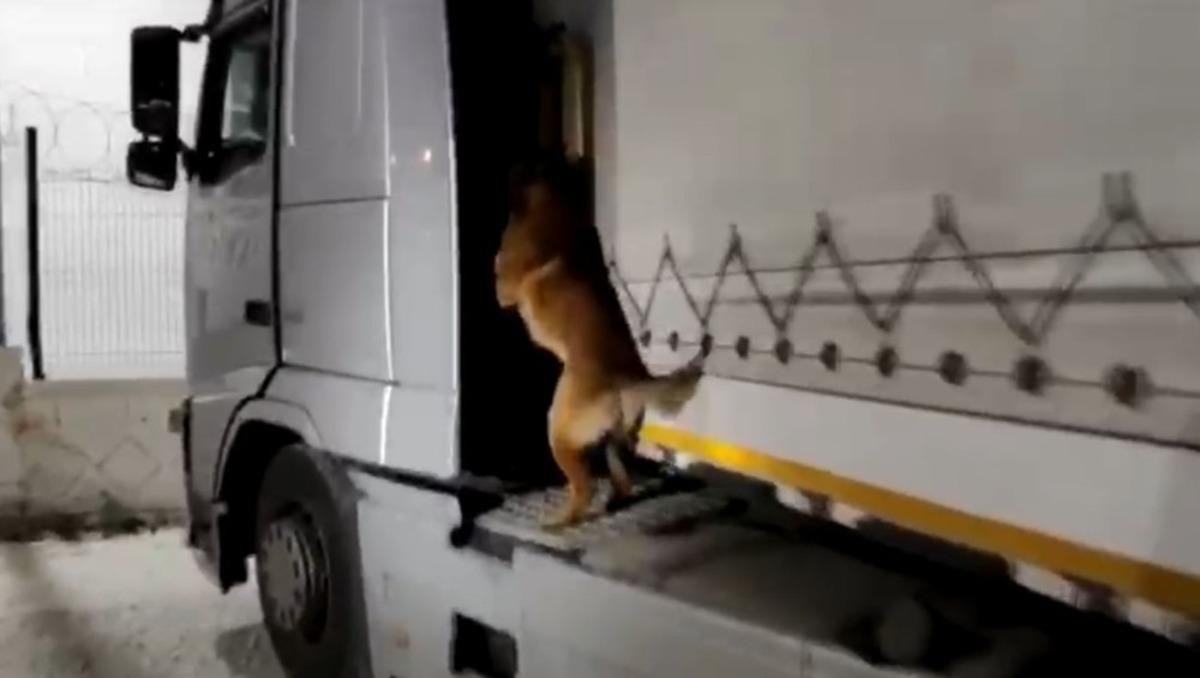 Şanlıurfa&rsquo;da 2 tırda 52 kilo uyuşturucu madde ele ge&ccedil;irildi