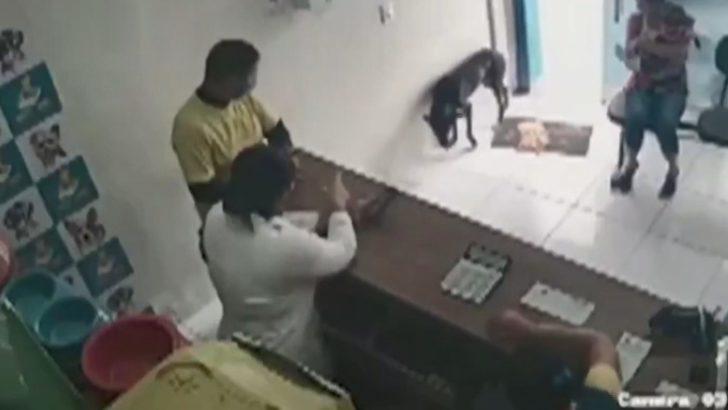 Brezilya’da kliniğe giren köpekte tümör tespit edildi G2