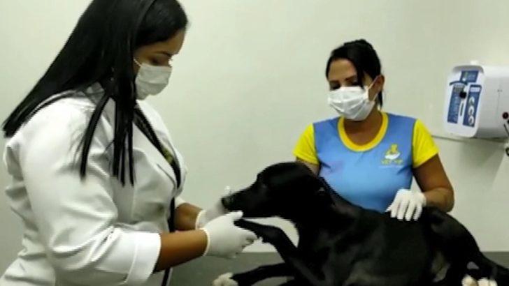 Brezilya’da kliniğe giren köpekte tümör tespit edildi G4