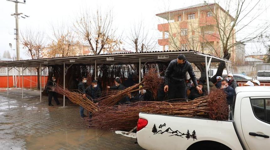 Iğdır’da çiftçilere kayısı fidanı dağıtıldı