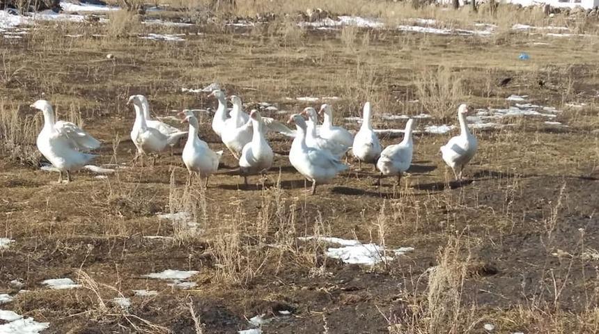 Yoksulluğa karşı Kaz Yetiştiriciliği projesi