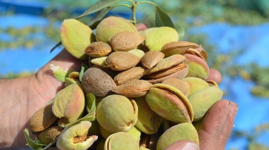 Pandemi d&ouml;neminde badem yetiştiriciliği eğitimi