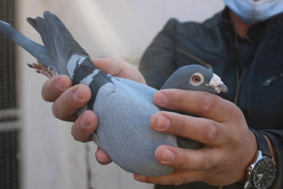 Bir d&ouml;nemin en &ouml;nemli iletişim aracı posta g&uuml;vercinleri