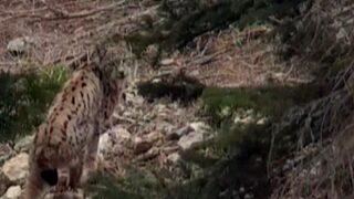 'Ormanın hayaleti' olarak bilinen vaşak, Kahramanmaraş'ta görüntülendi