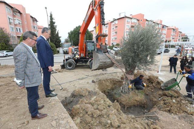 Gaziemir’de zeytin ağaçlarına ikinci yaşam