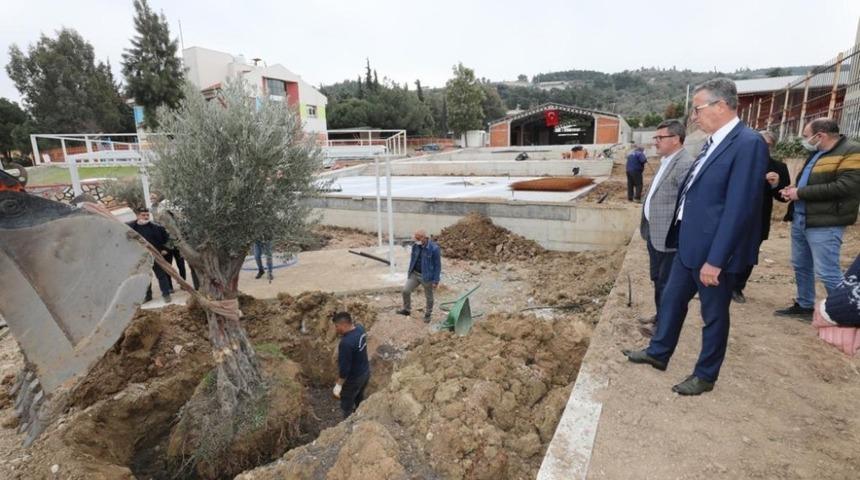 Gaziemir&rsquo;de zeytin ağa&ccedil;larına ikinci yaşam