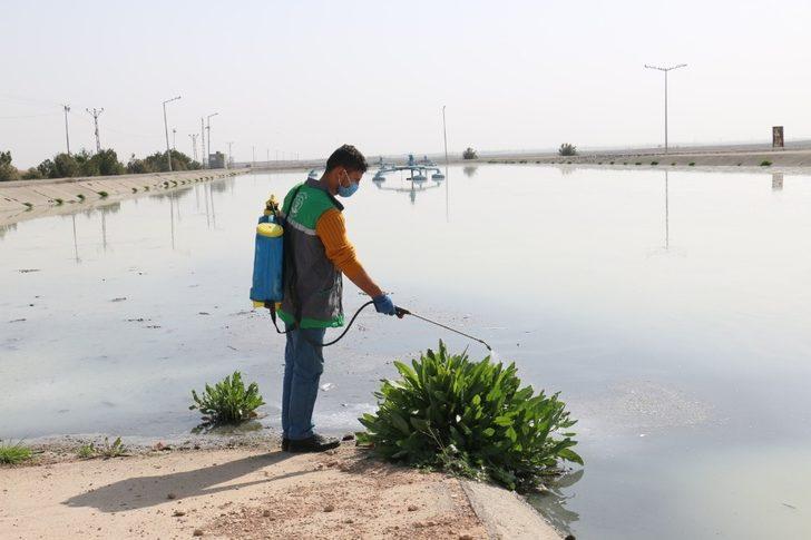 Akçakale’de haşere ile mücadelede hummalı çalışma G4