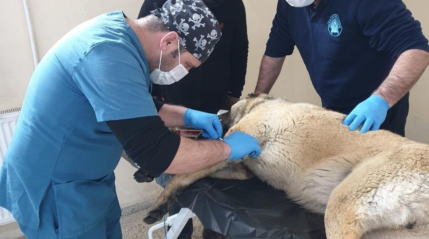 Kurt saldırısına uğrayan çoban köpeği tedavi altına alındı