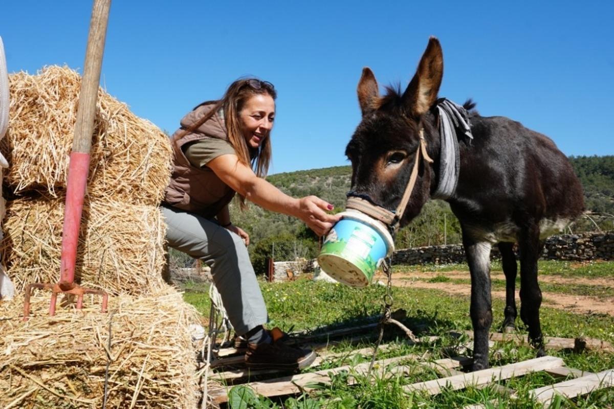 Tedavisi tamamlanan eşek, yeni yuvasına kavuştu